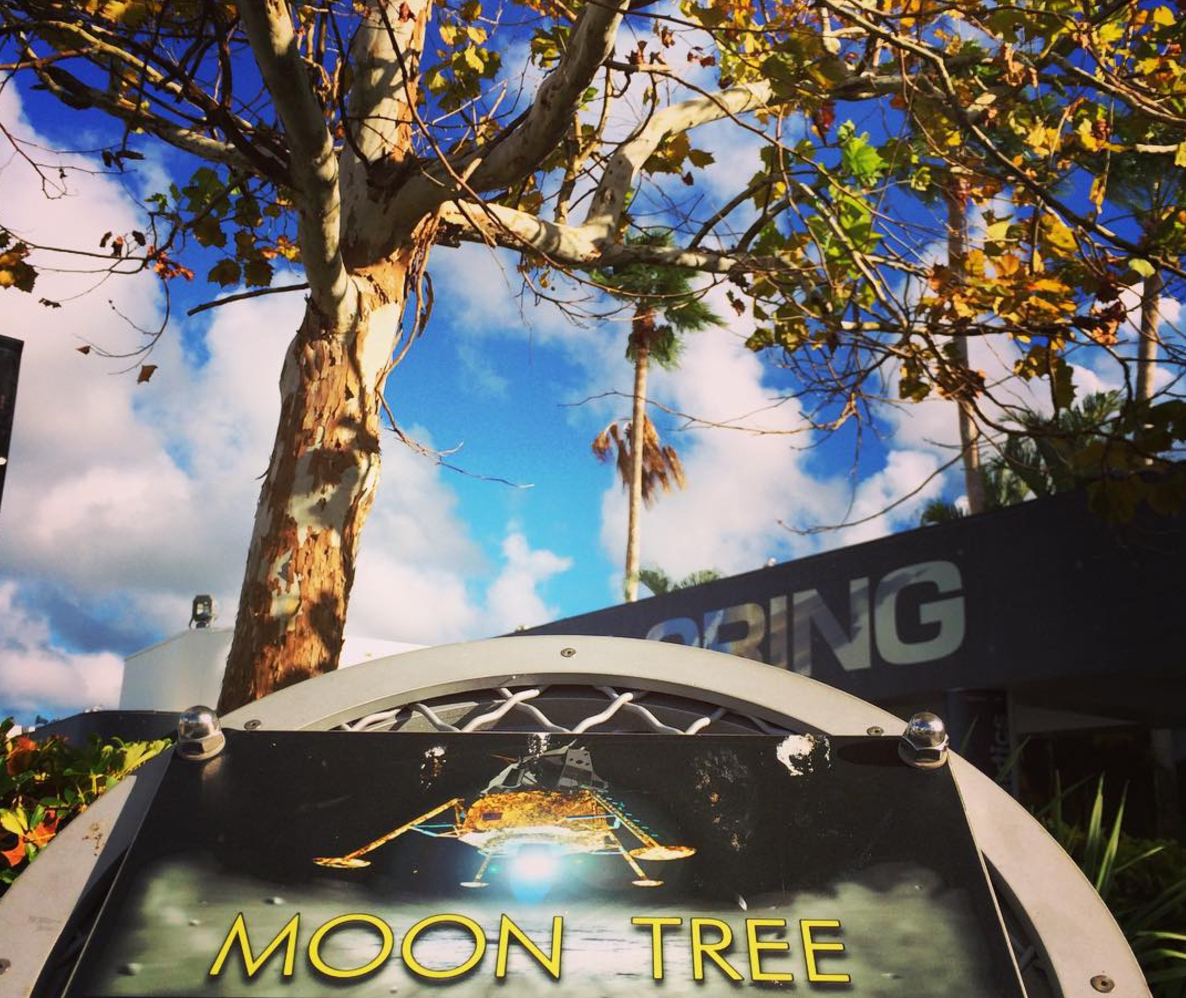 Moon Tree at Kennedy Space Center