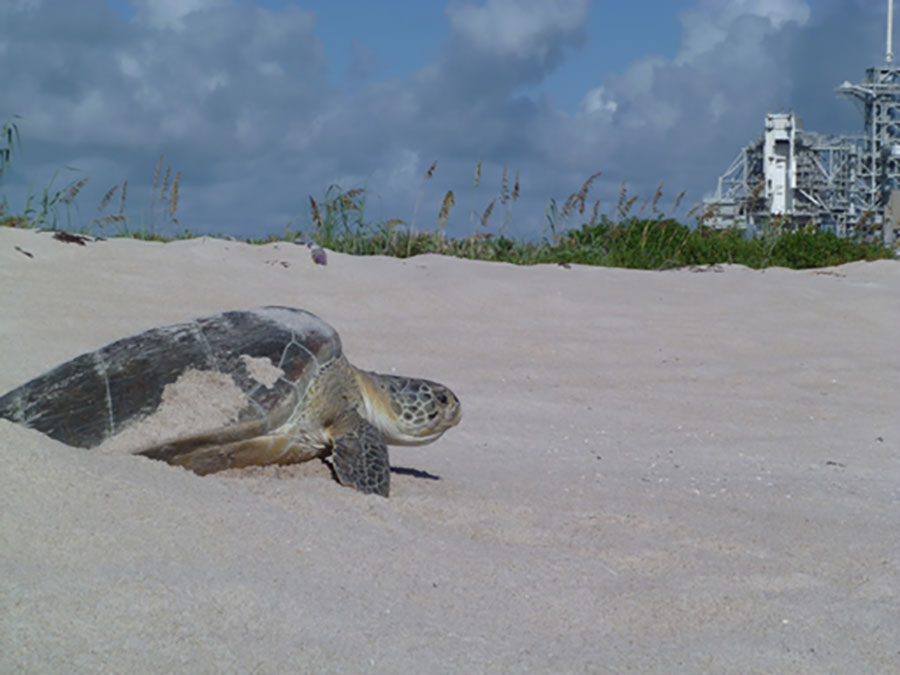 Sea turtles nest on the shores of Kennedy Space Center and the Merritt Island National Wildlife Refuge.